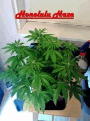 Honolulu Haze F 3 (3)