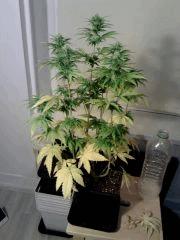 Honolulu Haze F 18