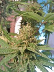 OG Kush 2 (2)