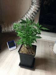 PM 20 jours après root trimming (4).jpg