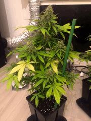 Clones JTR, Flo40 (5).jpg