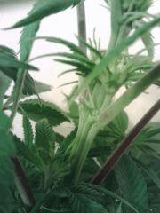 JTR A   pistils resultat