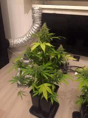Clones JTR, Flo40 (4).jpg