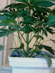 OG Kush 2