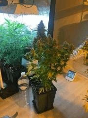 Clones JTR Flo49 (2)