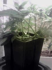 H.Haze Supercropping