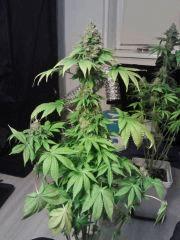 Bubba Kush F 63