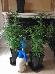 Clones JTR, F9