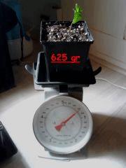 Après arrosage 625gr