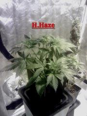 H.Haze mise En flo'
