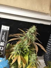 Clones JTR, Flo45 (11).jpg