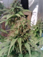 H.Haze (2)