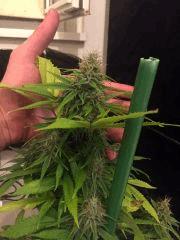 Clones JTR, Flo40 (2)