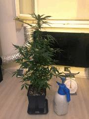 Clone JTR, Flo6 (2)