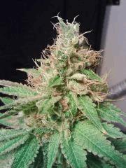 OG Kush 1   F 58 (5)