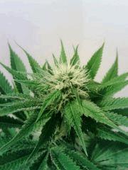 OG Kush 1 F 20 (2)