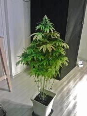 L.A. Confidential F 38