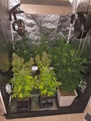 Box Flo' (3)