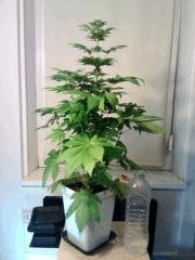 Bubba Kush F 18 (2)