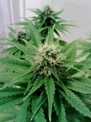 Honolulu Haze F 25 (2)