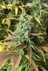 Clones JTR 1, Flo45 (4)
