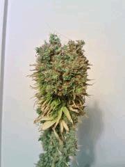 JTR I F+80 (5)