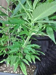 Clone JTR A   fasciation