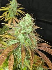Clones JTR, Flo45 (6).jpg