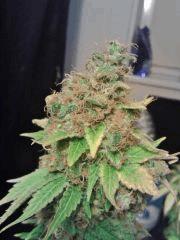 Bubba Kush F 70 (2)