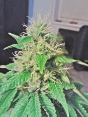 Apex L.A. Confidential F 33