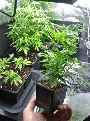 Jack The Ripper