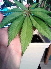 Bubba Kush (2)