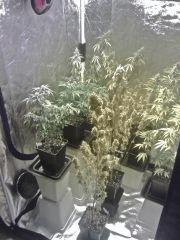 Box Flo' (2)