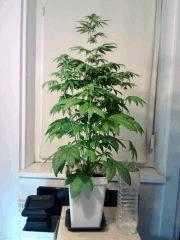 L.A. Confidential F 13 (2)