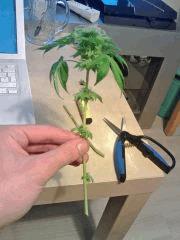 Echantillon Bubba Kush F+43