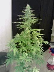 JTR A   F 31 (8)