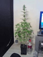 JTR H F 23