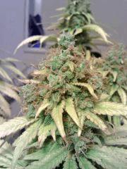 Honolulu Haze F 70 (2)