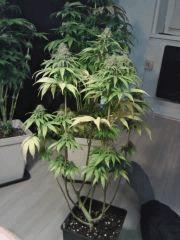 Honolulu Haze F 38