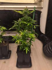 Clones JTR 4 & 5, Flo40 (2)