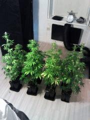 Jack The Ripper Flo 17
