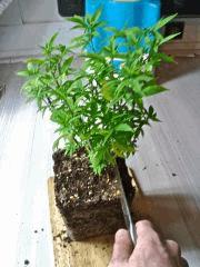 Root Trimming (5)