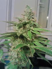 OG Kush 1   F 58 (2)