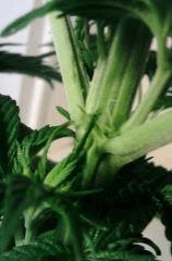 Bubba Kush F 0 (3)