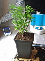 Root Trimming (8)