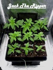 3x C 14   3x C 11   3x C 9