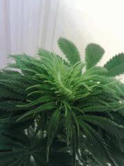 JTR I   Apex X weed 2 resultat