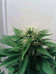 Bubba Kush F 25