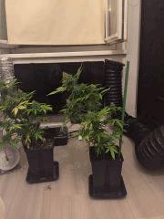 Clones JTR 4 & 5, Flo40
