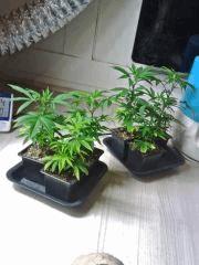 Moyennes Boutures